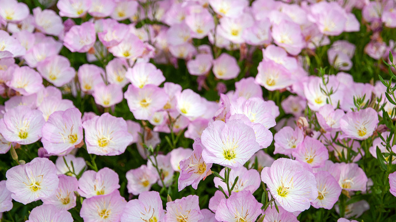 Pink evening primrose