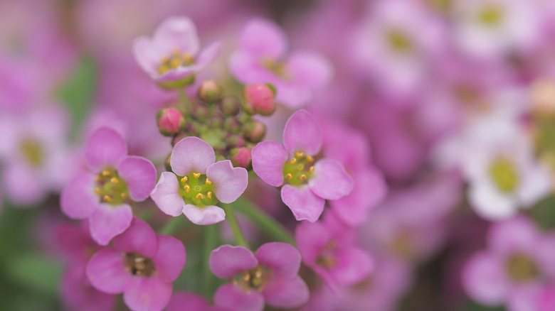 Pink Sweet Alyssum blooms