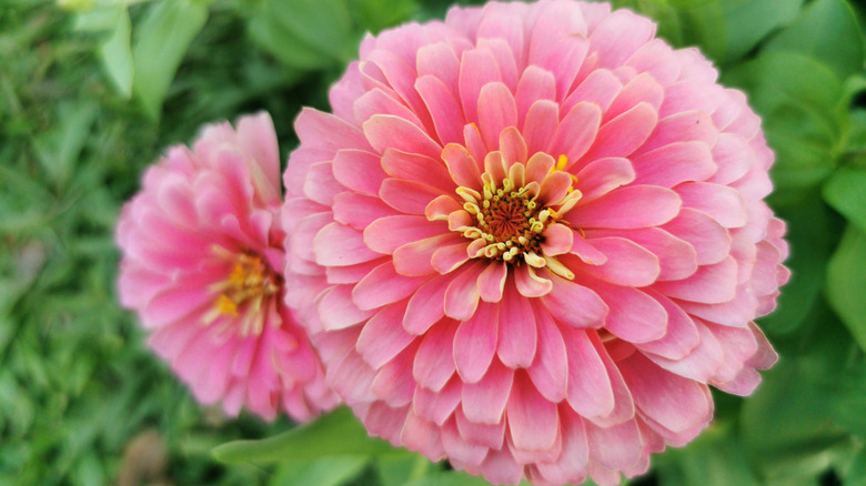 Pink zinnias 