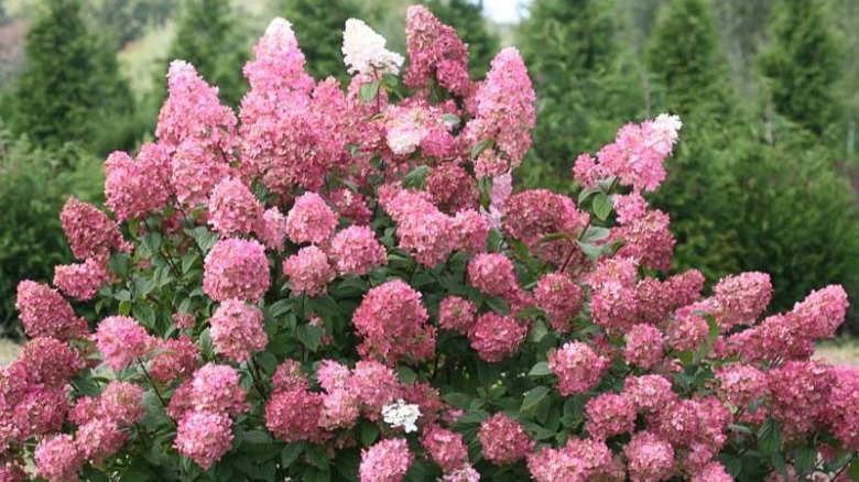pink fire light® hydrangea shrub