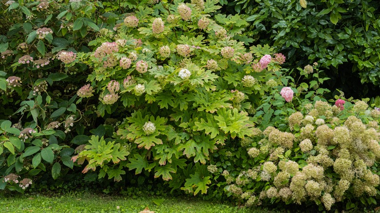 queen of hearts hydrangea shrub