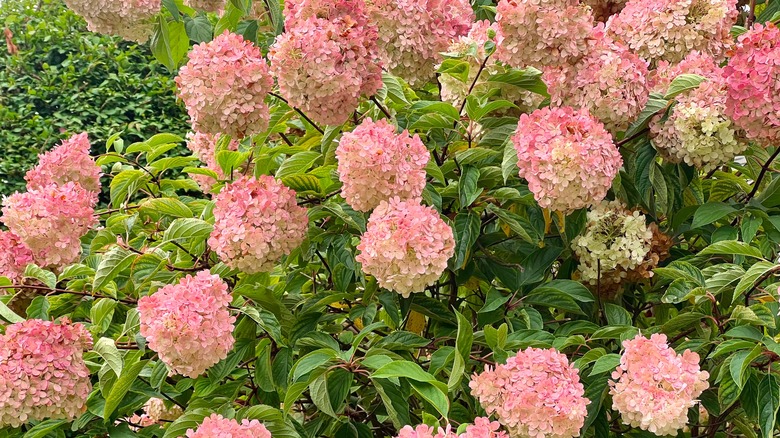 shrub of pink hydrangeas
