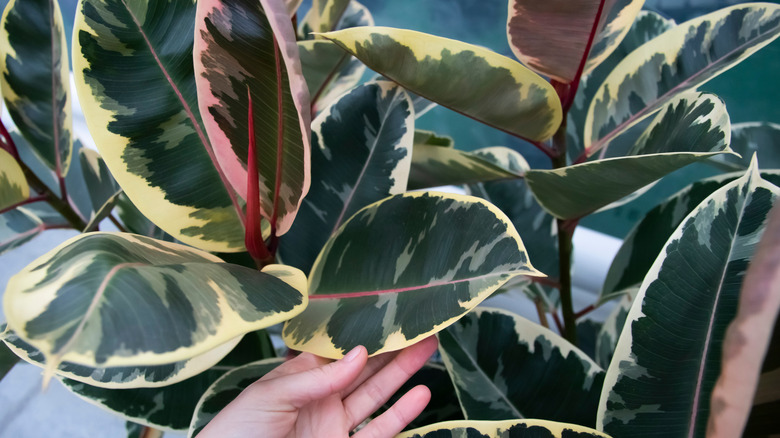 Pink rubber tree Ruby leaves