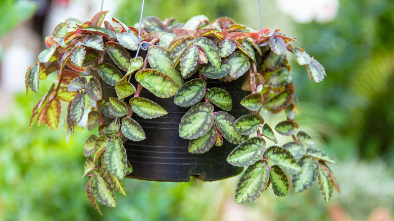 flowering inch plant in pot