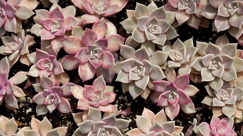 Graptosedum Ghosty plants