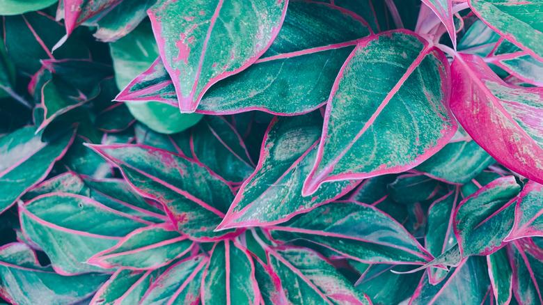 pink diamond Cordyline Fruticosa leaves