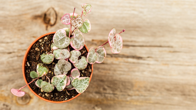 string of hearts plant in pot