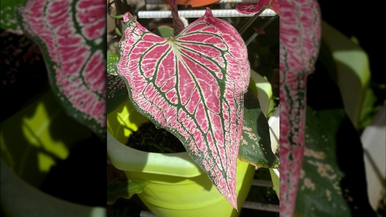 pink symphony caladium bicolor