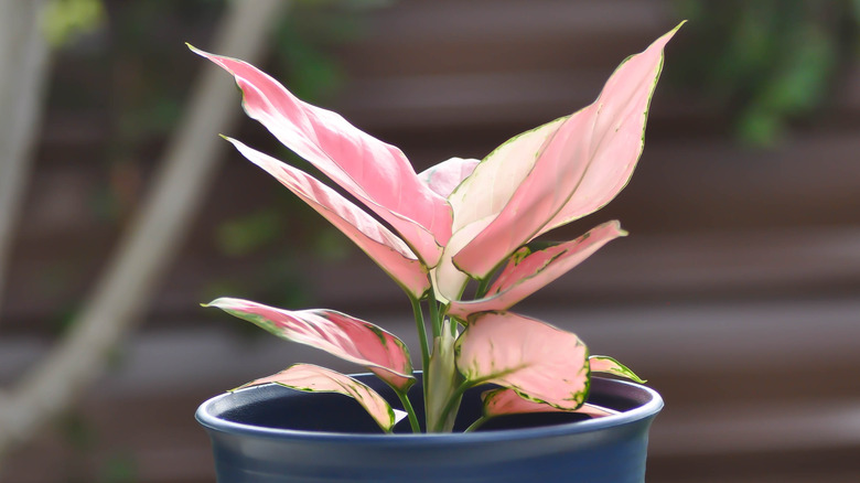 pink dalmatian in blue pot