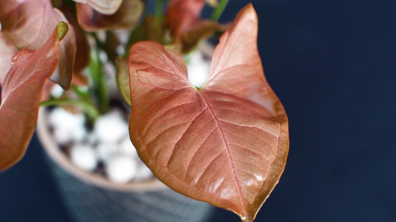 Pink Syngonium leaves