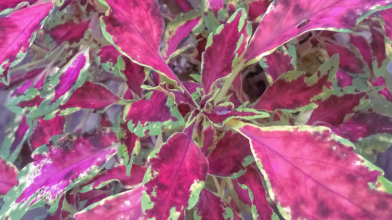 pink chaos plant outside