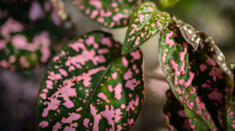 pink polka dot plant leaves