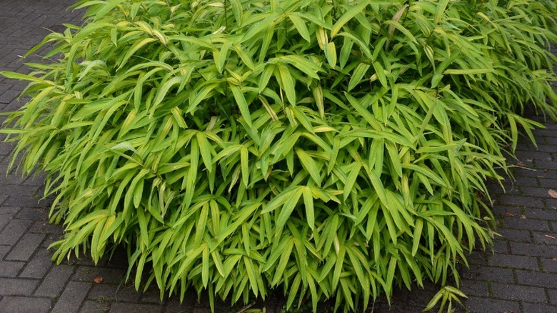 Bushy dwarf bamboo plant