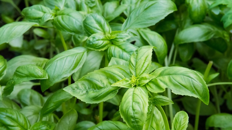 Luscious basil plant