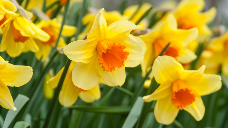 Yellow daffodils in bloom 