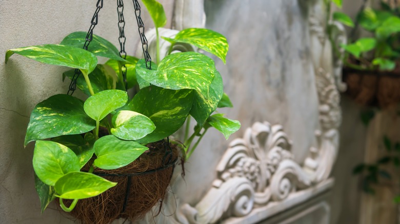 Golden pothos in hanging baskets