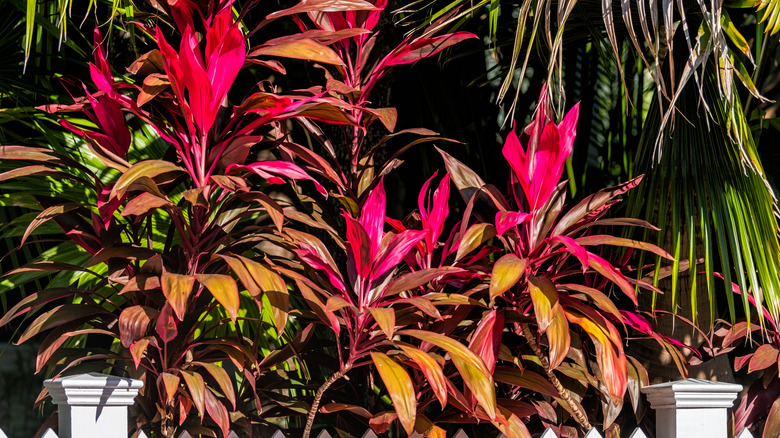 Tall cluster of Hawaiian Tis