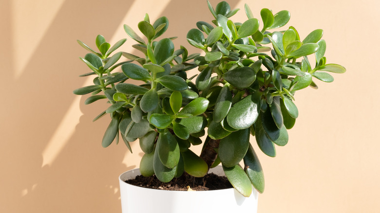 Potted jade plant outdoors