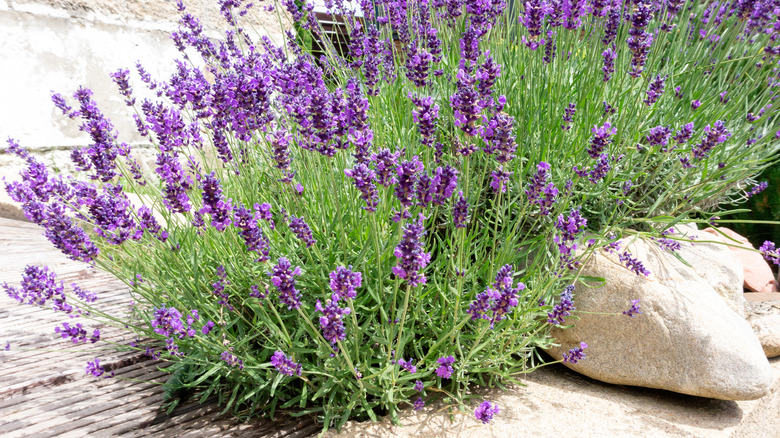 Lavender bush with rocks