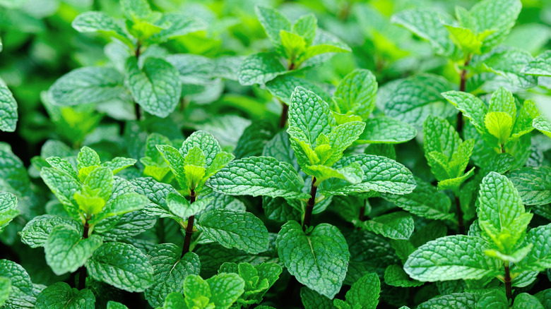 Abundant mint plant