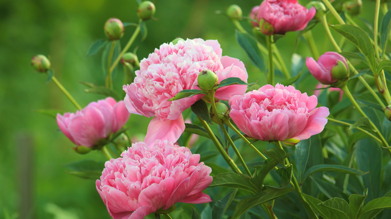 Pink peonies in bloom 