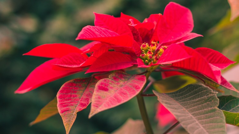 Vibrant red poinsettia