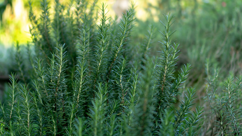 Thriving rosemary plant