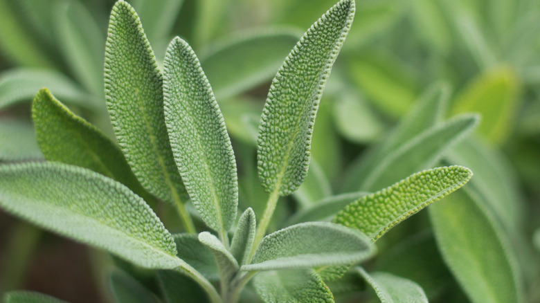 Dense sage leaves