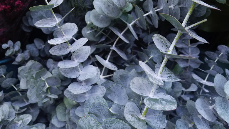 Eucalyptus cinerea leaves