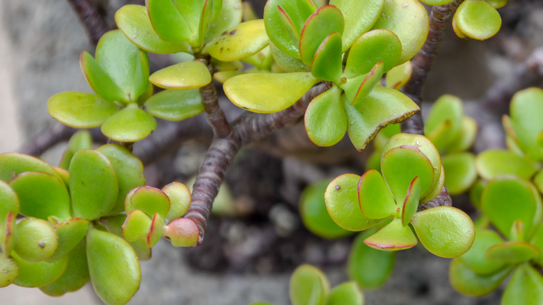 Crassula argentea leaves