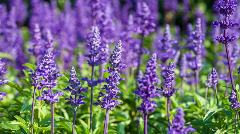 Lavandula angustifolia