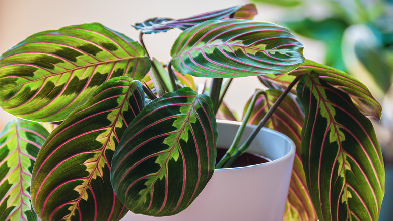 Maranta leuconeura potted