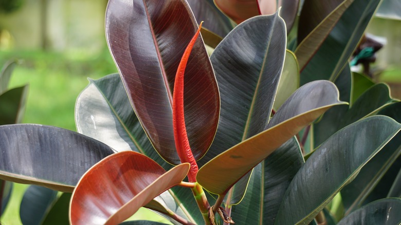 Ficus elastica leaves