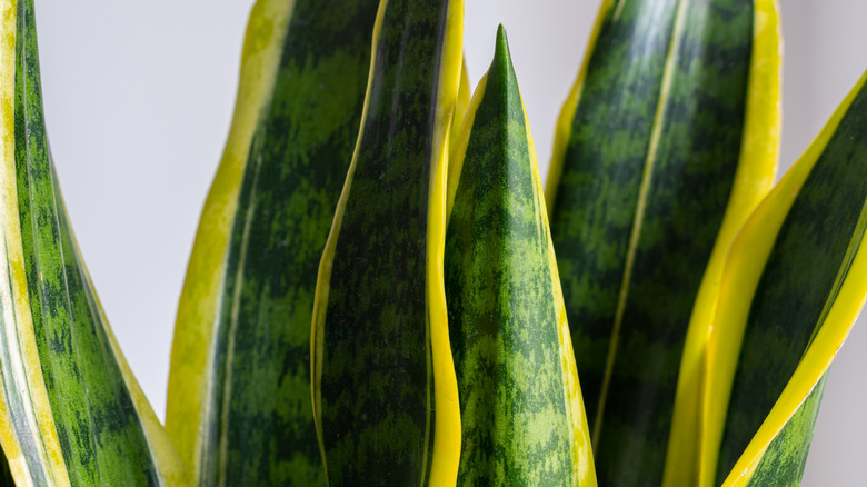 Dracaena trifasciata leaves