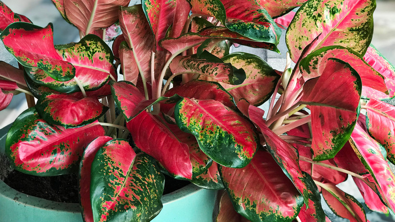 Aglaonema modestum leaves