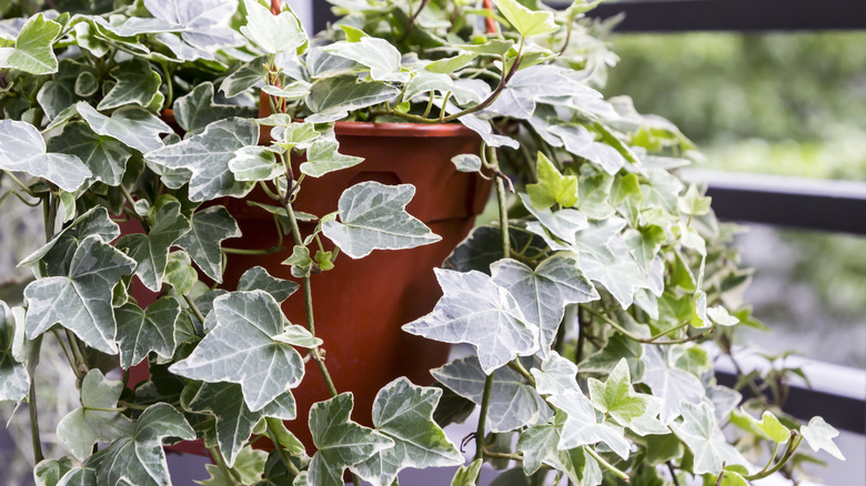 Hedera helix potted