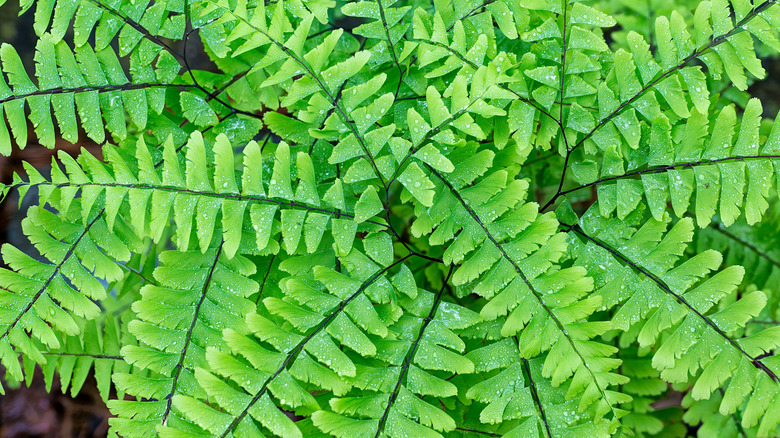 Adiantum pedatum leaves