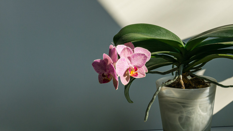 Moth orchid in bloom