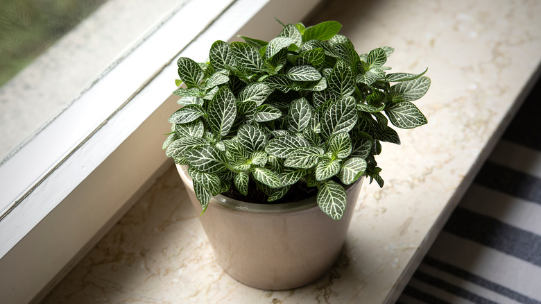 Fittonia albivenis