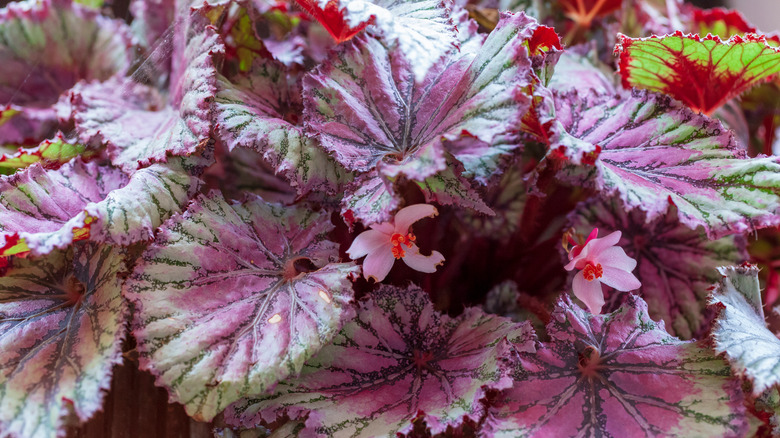 Begonia rex-cultorum