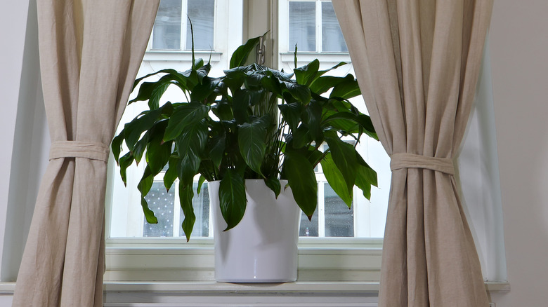 Peace lily indoors