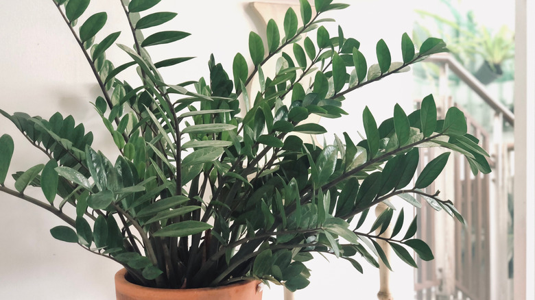 Zamioculcas zamiifolia potted