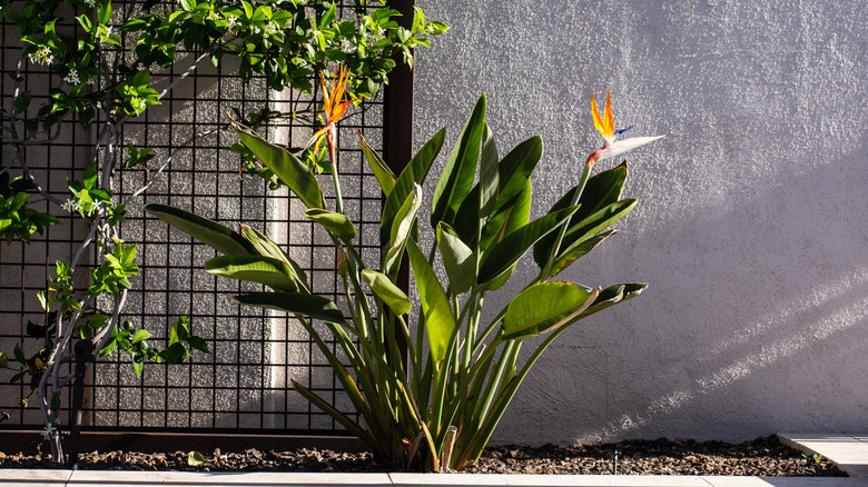 bird of paradise bloom