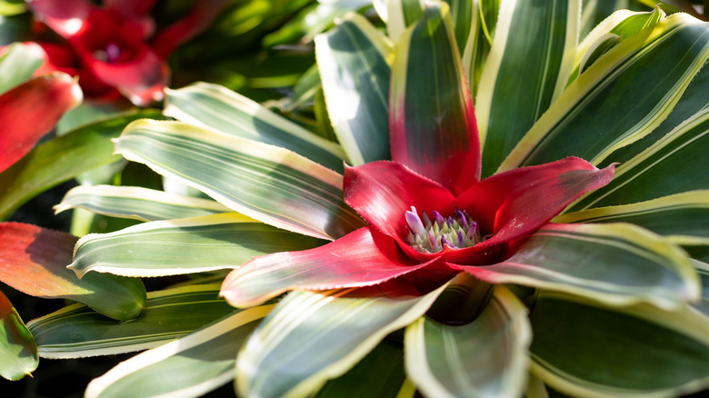 Blushing bromeliad