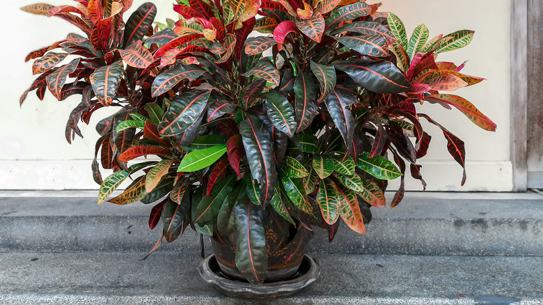 Croton plant in pot