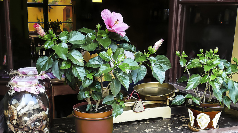 blooming hibiscus on the windowsill