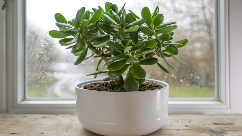 Jade plant in white pot