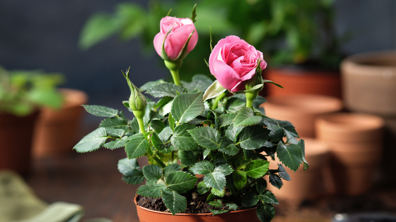 miniature rose in a pot