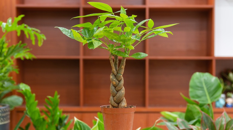 Money tree in pot