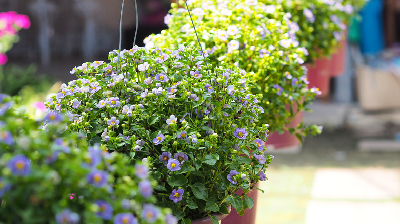 Persian violet flowers